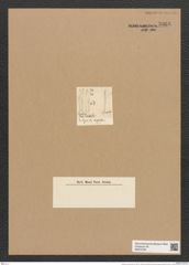 Synedra curvula Kuetz. (de-Toni-Nr.: Genus 66, Species 2649) Zeichnungen Sammlung Grunow Nr. 5368 (NHMW-BOT-W0373784)